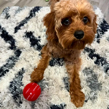 This Week's Special Offer 50% OFF -🔥Bouncing Ball