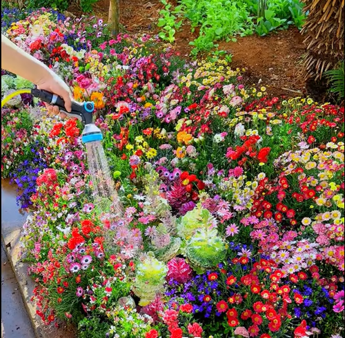 Spring Sale 49% OFF🔥Mixed Perennial Flowers Seeds-Over 60 kinds mixed