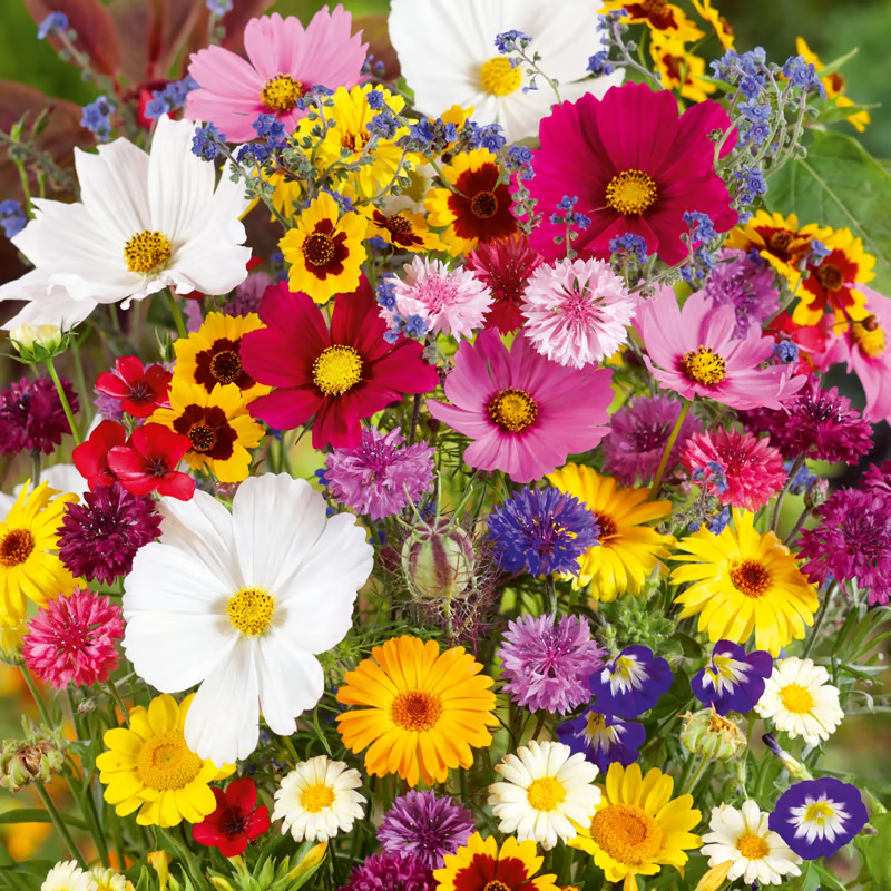 Spring Sale 49% OFF🔥Mixed Perennial Flowers Seeds-Over 60 kinds mixed