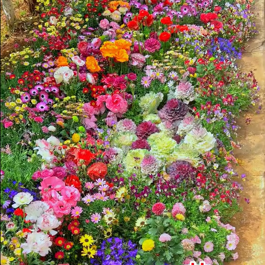 Spring Sale 49% OFF🔥Mixed Perennial Flowers Seeds-Over 60 kinds mixed