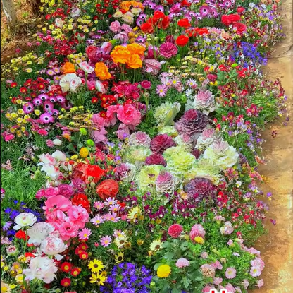 Spring Sale 49% OFF🔥Mixed Perennial Flowers Seeds-Over 60 kinds mixed