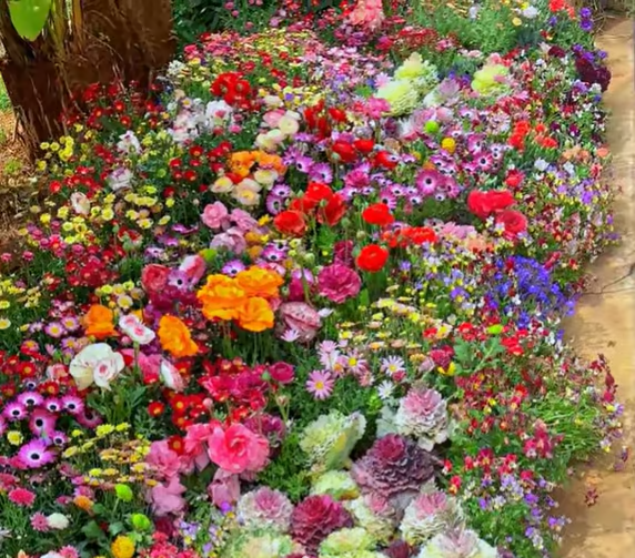 Spring Sale 49% OFF🔥Mixed Perennial Flowers Seeds-Over 60 kinds mixed