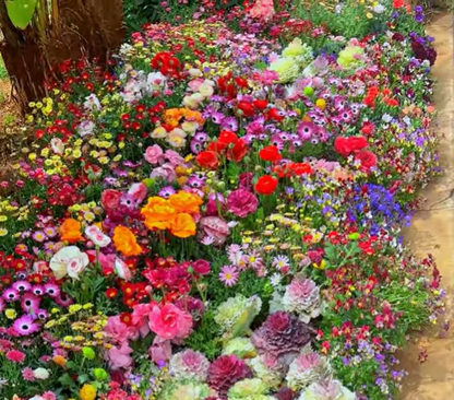 Spring Sale 49% OFF🔥Mixed Perennial Flowers Seeds-Over 60 kinds mixed