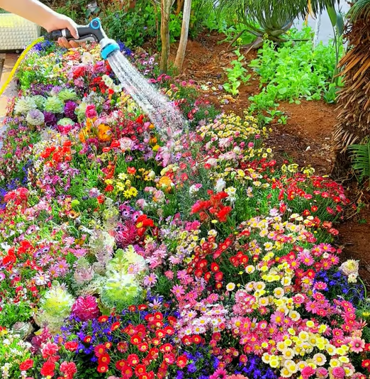 Spring Sale 49% OFF🔥Mixed Perennial Flowers Seeds-Over 60 kinds mixed
