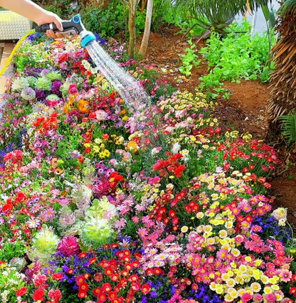 Spring Sale 49% OFF🔥Mixed Perennial Flowers Seeds-Over 60 kinds mixed