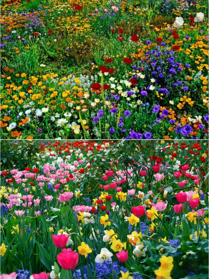 Spring Sale 49% OFF🔥Mixed Perennial Flowers Seeds-Over 60 kinds mixed