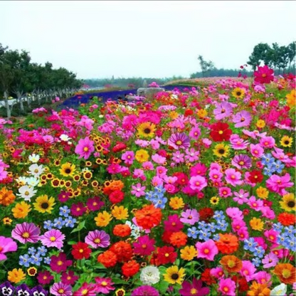 Spring Sale 49% OFF🔥Mixed Perennial Flowers Seeds-Over 60 kinds mixed