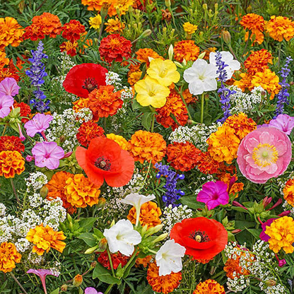 Spring Sale 49% OFF🔥Mixed Perennial Flowers Seeds-Over 60 kinds mixed