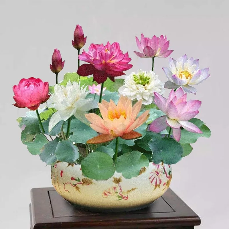 The Sacred Bonsai Bowl Lotus Flower💐