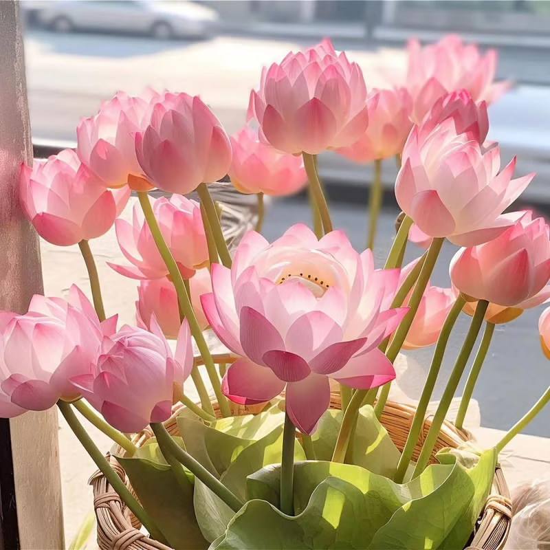 The Sacred Bonsai Bowl Lotus Flower💐