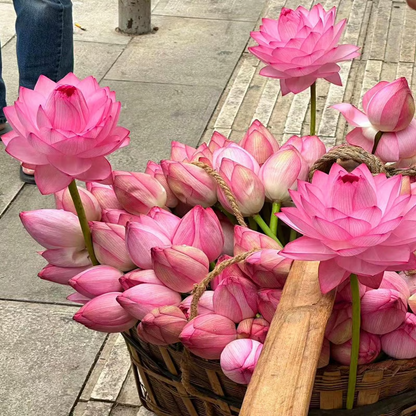 The Sacred Bonsai Bowl Lotus Flower💐