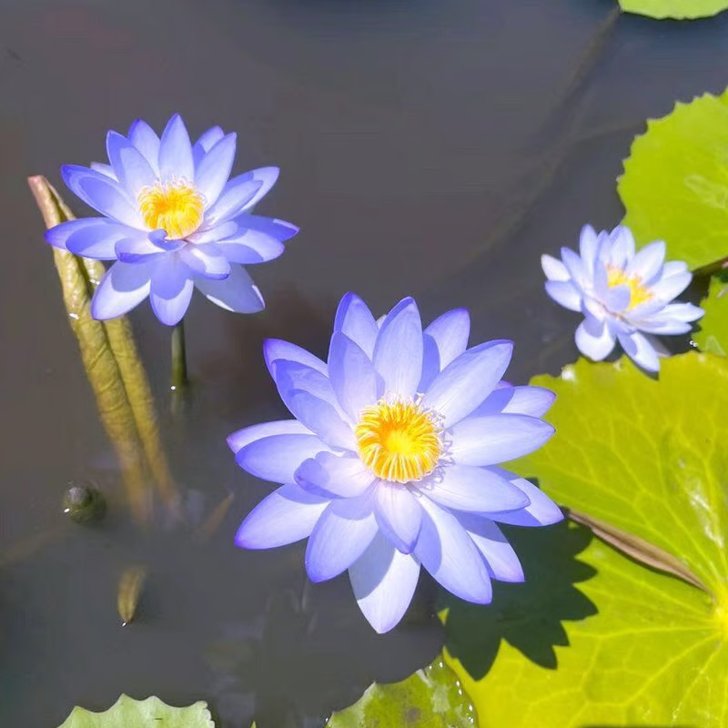 The Sacred Bonsai Bowl Lotus Flower💐