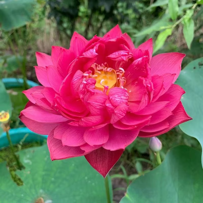 The Sacred Bonsai Bowl Lotus Flower💐