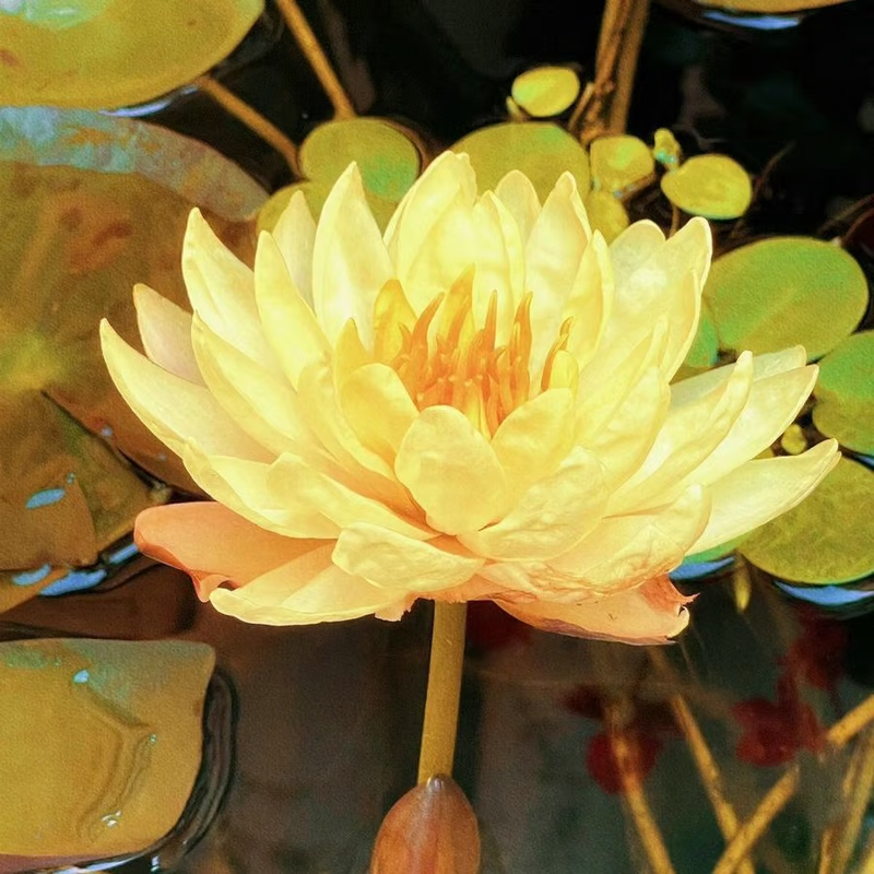 The Sacred Bonsai Bowl Lotus Flower💐