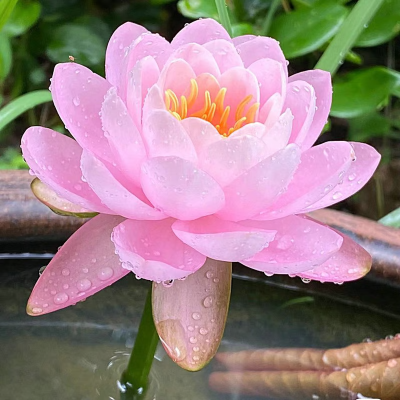 The Sacred Bonsai Bowl Lotus Flower💐