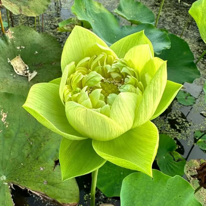 The Sacred Bonsai Bowl Lotus Flower💐