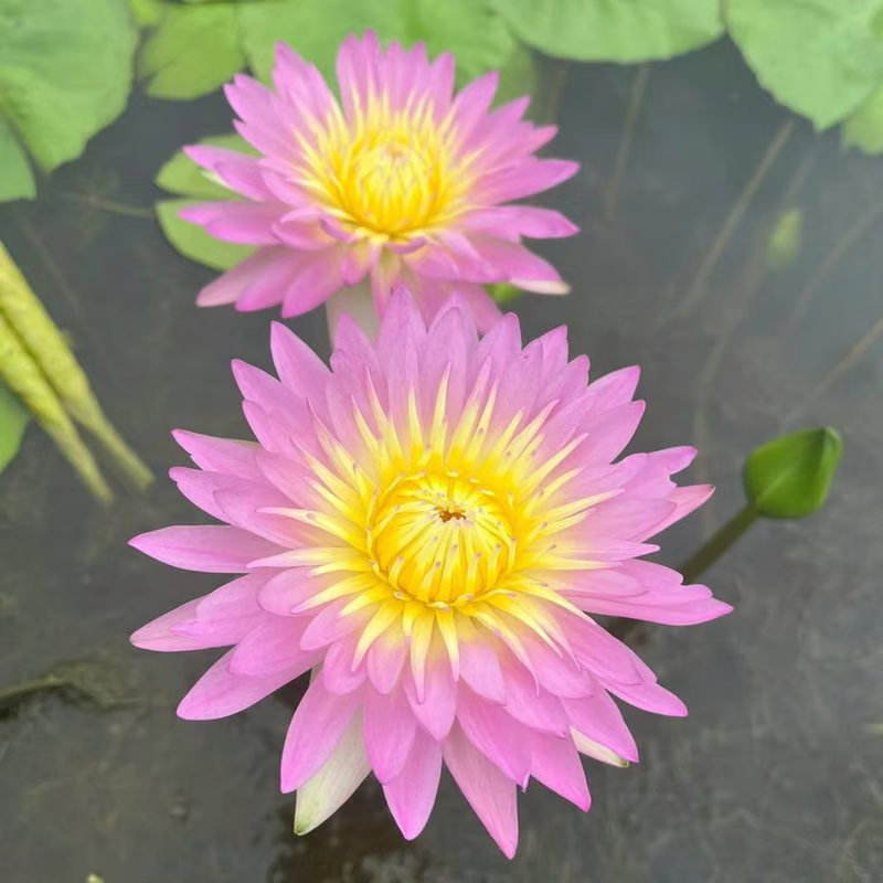 The Sacred Bonsai Bowl Lotus Flower💐