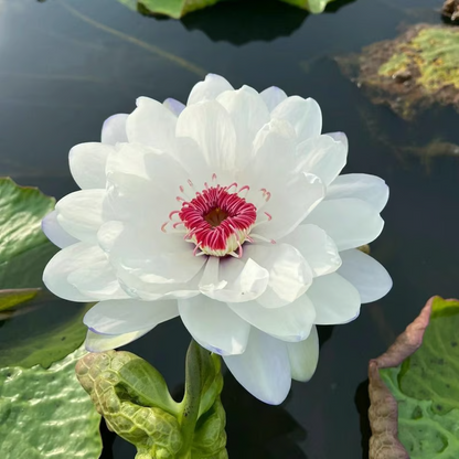 The Sacred Bonsai Bowl Lotus Flower💐