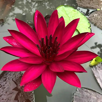 The Sacred Bonsai Bowl Lotus Flower💐