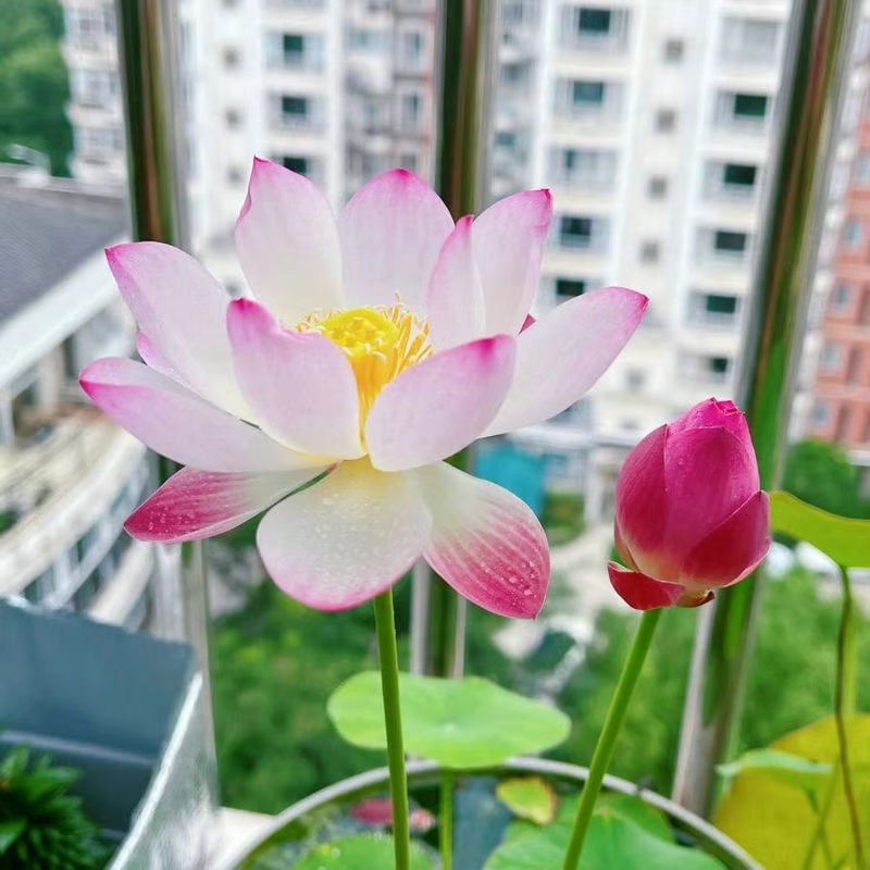 The Sacred Bonsai Bowl Lotus Flower💐