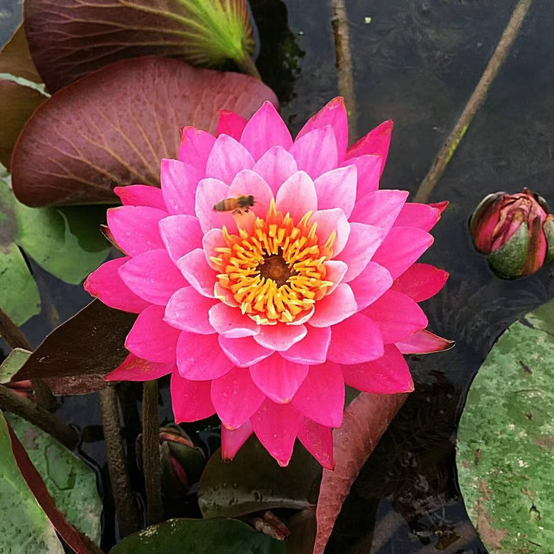 The Sacred Bonsai Bowl Lotus Flower💐