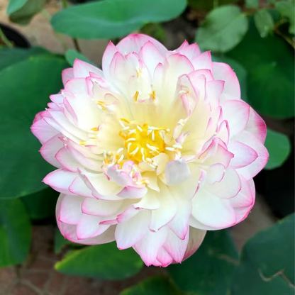 The Sacred Bonsai Bowl Lotus Flower💐