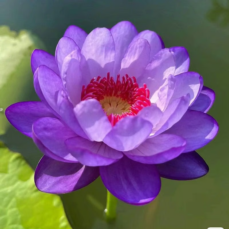 The Sacred Bonsai Bowl Lotus Flower💐