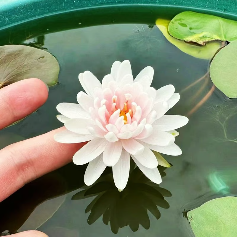 The Sacred Bonsai Bowl Lotus Flower💐