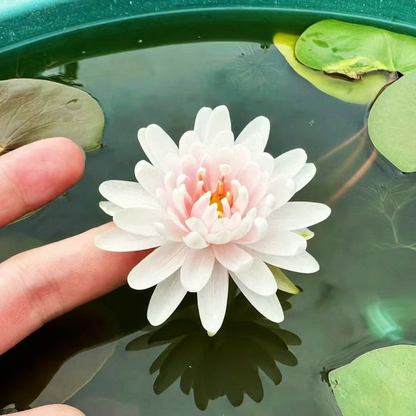 The Sacred Bonsai Bowl Lotus Flower💐