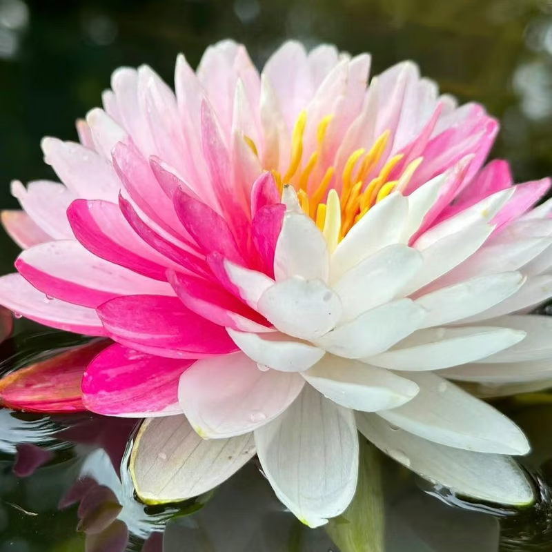 The Sacred Bonsai Bowl Lotus Flower💐