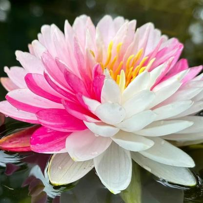 The Sacred Bonsai Bowl Lotus Flower💐